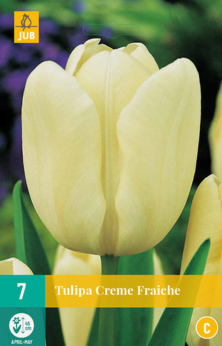 Tulipán CREME FRAICHE - 7 ks